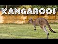 All About Kangaroos For Kids Kangaroo Facts For Children FreeSchool