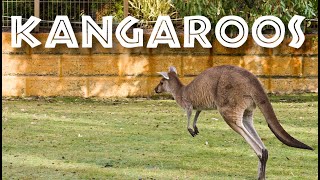 All About Kangaroos for Kids - Kangaroo Facts for Children: FreeSchool