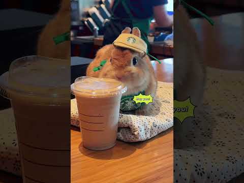 Shocking! Rabbit Impersonates Starbucks Barista, Yelling for Orders! #rabbit #starbucks #cute #pets