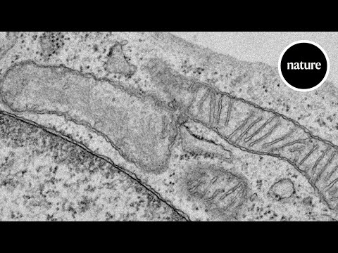 A new kind of mitochondrion