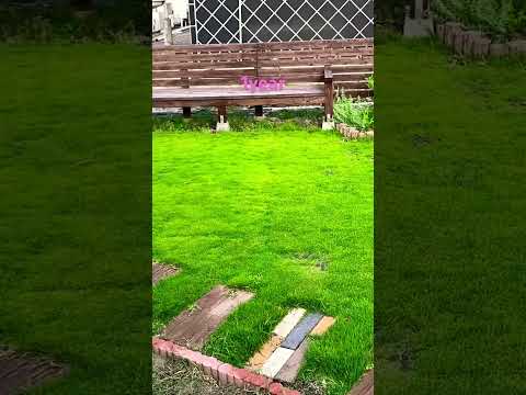 芝生の黄色い虫を駆除する方法