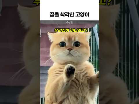 집을 착각한 산책냥이ㅋㅋ #고양이