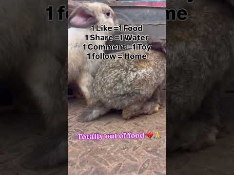 PayPal link in my bio #unitedstates #usa #newyorkcity #newyork #california #losangeles