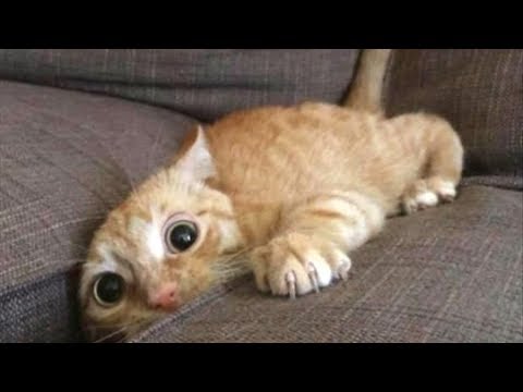 Funniest Scaredy Cats Compilation