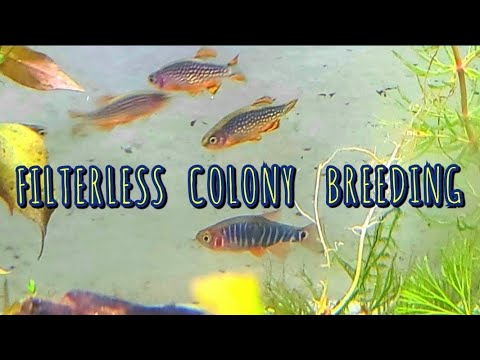 How to Colony Breed Nano Fish In A 10 Gal. Tank With No Filter - CPDs / Galaxy & Emerald Rasboras