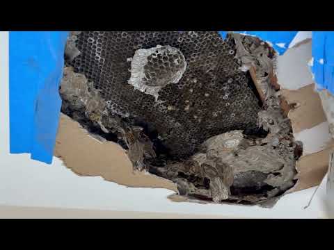 Removing a Yellow Jacket Nest Out of the...