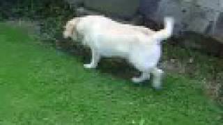 Captain Beefheart - Well