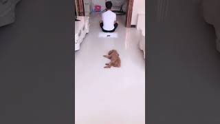 Sooo Cute?? and Funny Dog? #funnydog #animal #funnypets