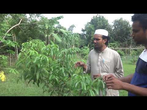 Litchi tree management লিচু গাছের ব্যবস্থাপনা