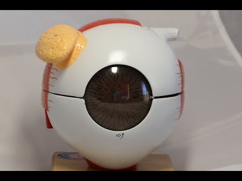 Special Senses Lab Video - College of Lake County Bio 244 Lab Unit 8