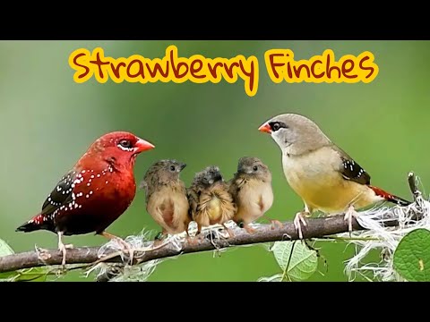 Strawberry Finch COMPLETE Guide | Breeding, Sexing, Feeding & Nesting Secrets