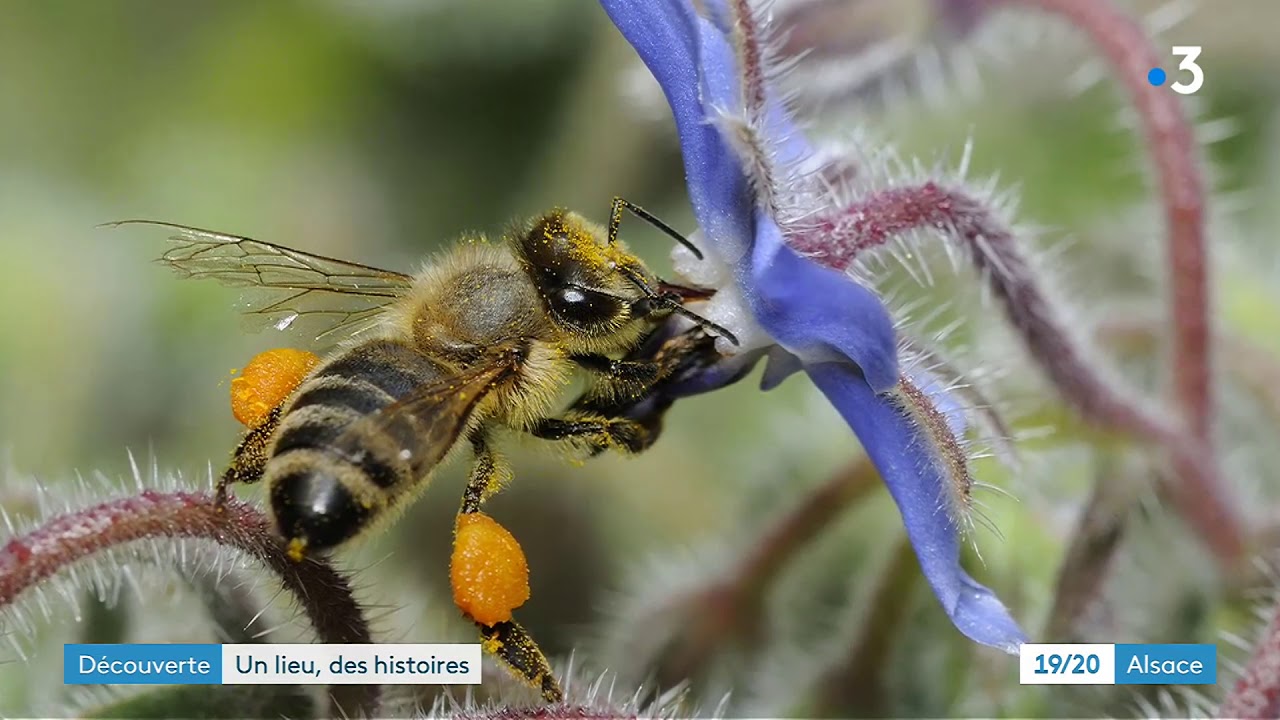 Un lieu, des histoires à Niederbronn-les-bains (3/4)