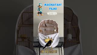 Pardo MAGNATAH! Filho gravado hoje 10/12