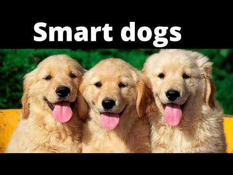 Cute and funny dog videos || smart dogs || dogs video compilation no 2