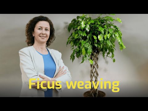 Propagation and beautiful weaving of the Benjamin Ficus ASMR