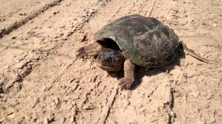 Silver Leaf Slideshow