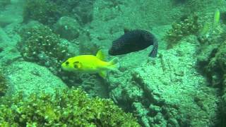 preview picture of video 'COIBA - underwater wildlife - Sharks!'