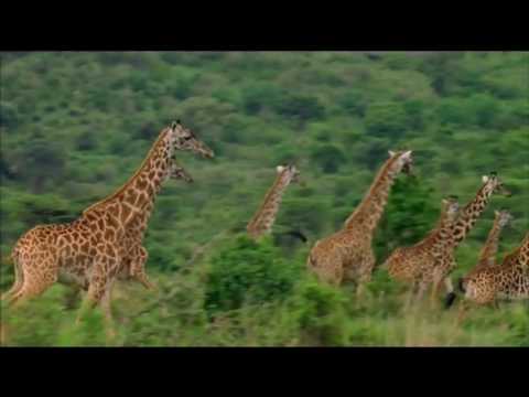 Thumbnail of the video: Richard Hammond's Miracles of Nature - DVD - Madman Entertainment