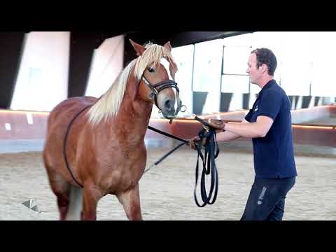 Der erste Sattel für Leo | Mustang Makeover Germany mit Luuk Teunissen