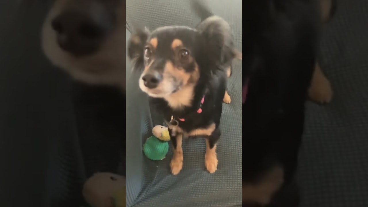 Enlarge Lilac, a ADOPTABLE mixed breed in Santa Monica, CA video 5/5