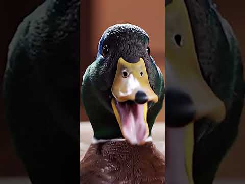 Creative video 1