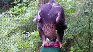 Golden eagle eating venison