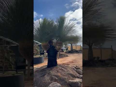 Rare Low Branching Glauca Grass Tree