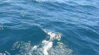 Travel Movies - Dolphins off the bow, Gibraltar