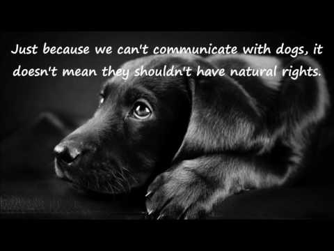 Save the Doggos and Puppers! (R.A.F.T.)