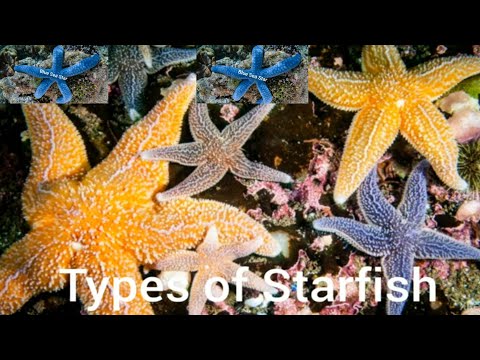 Different Types of Starfish || Starfish Names | Omaima Story Planet