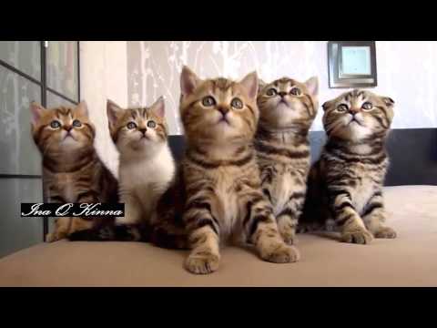 Happy BirthDay Ina Q  Kinna