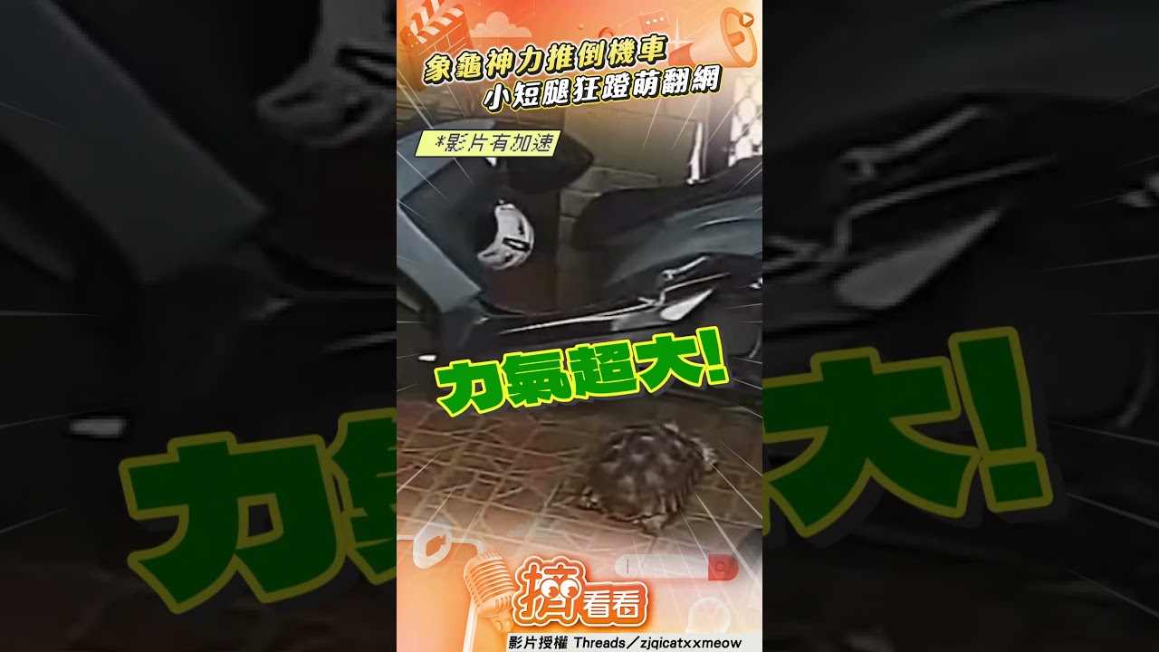 影音/象龜「小短腿狂蹬」推倒機車 超猛神力飼主吃驚:吃飽太閒