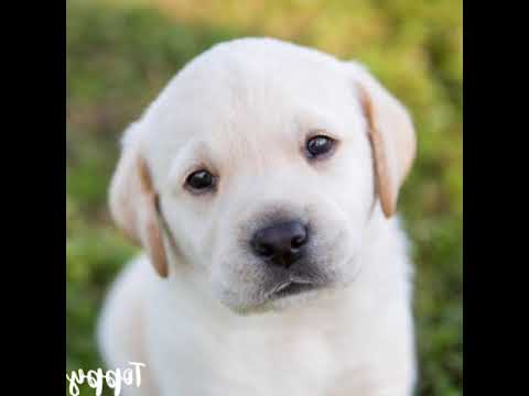 hau hau piesek biały