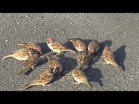 餌を貰いに来るすずめ達 20220110 22（帰り道）