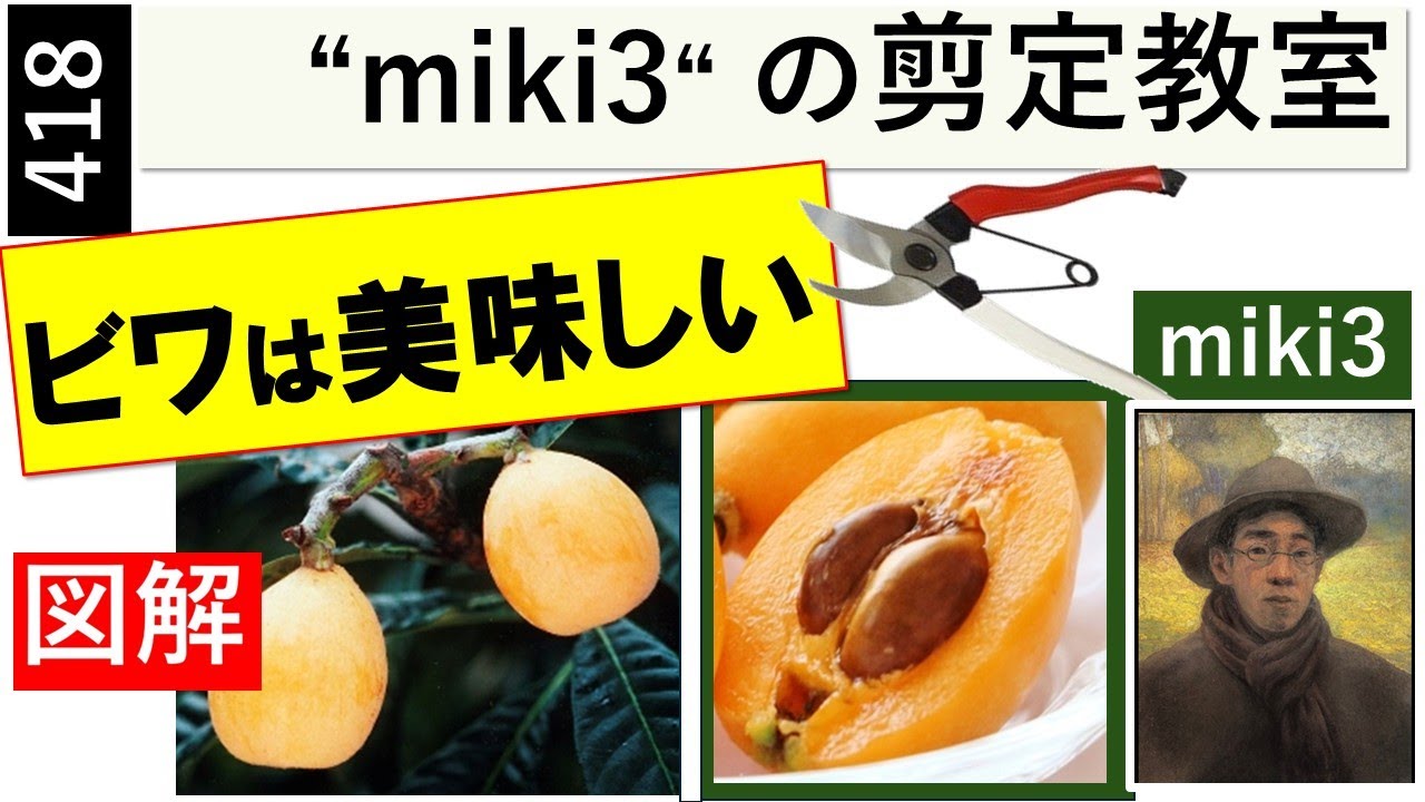 418 ビワ(枇杷)の剪定 miki3