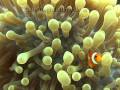 Anemonefish Anemonefish