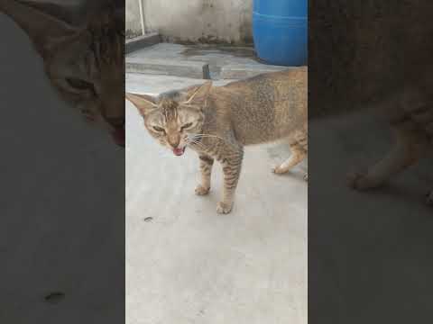 cat sound miyam miyam 😍#pleasesubscribe  to my channel