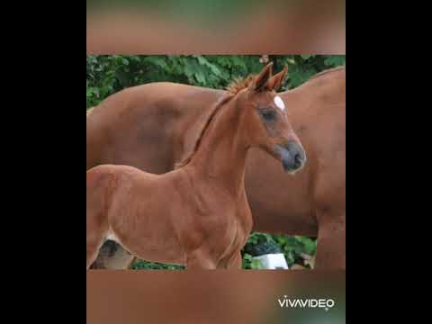 Volle Granate, Stutfohlen vom Vaderland/DeNiro