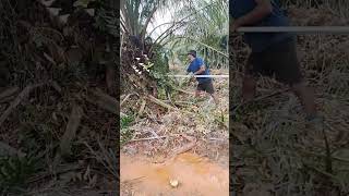 Download lagu peruning pokok yg sangat semak mp3