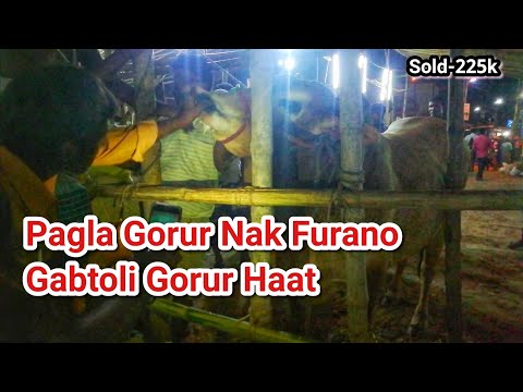 Pagla Gorur Nak Furano | Sold- 225k | Gabtoli Gorur Haat