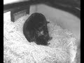 Four North American Black Bears Born At Woburn Safari Park