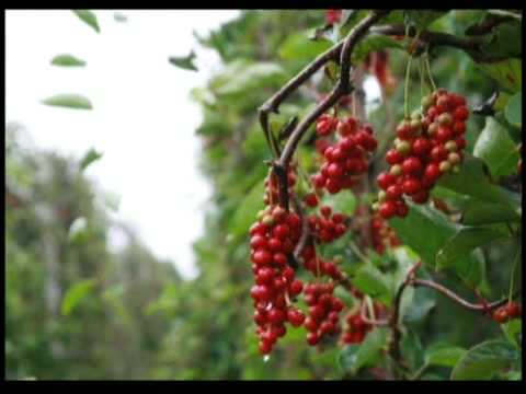 Lunas para sa pagbaba ng timbang batay sa pepper Uminom ng obena pagkain mga review