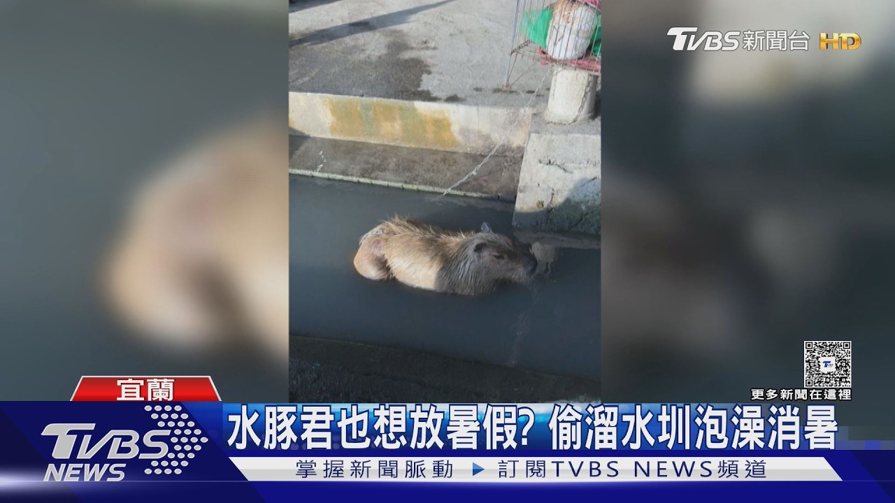 影音/圓滾滾水豚「翹家出遊」!現身宜蘭民宅 「泡水圳」模樣超療癒