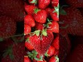 A GIRL IN THE MILLION STRAWBERRY Shorts Strawberry Girl Youtubeshorts Fruit Trending Viral