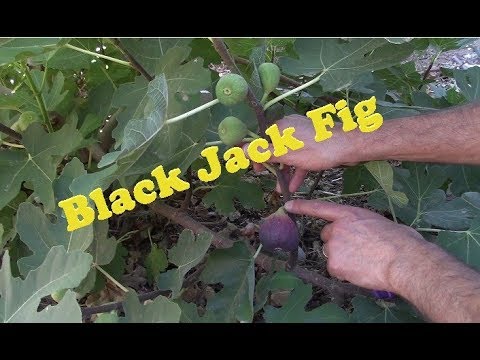 download lagu mp3 mp4 Black Fig, download lagu Black Fig gratis, unduh video klip Black Fig