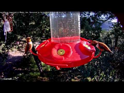Rufous and Magnificent Male Hummingbirds, Broad-tailed Female, Among Others Visit Feeder