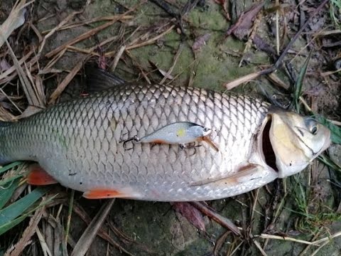 Big chub Sava river Lure fishing Zlaja lures