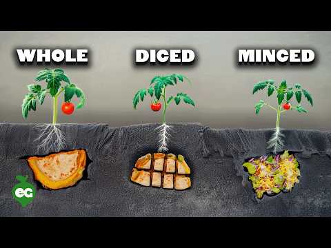 I Tried Growing a Giant Pumpkin Using a Chicken