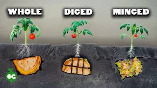 We Buried Tacos Under Tomatoes, Here's What Happened