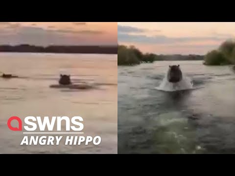 Shocked sightseers get chased by a giant angry hippo | SWNS